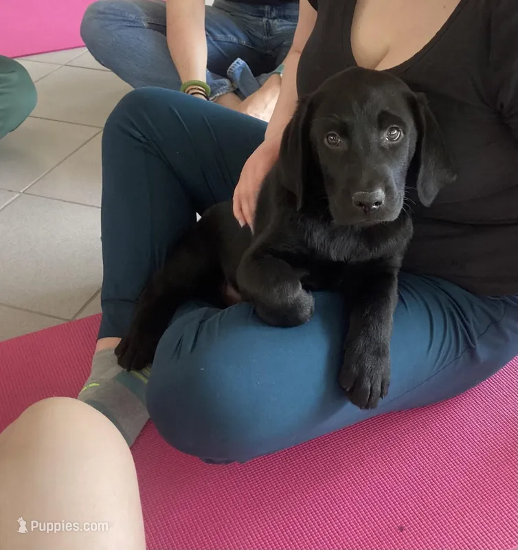 Mac – Labrador Retriever puppy for sale in Westminster, MA
