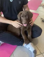 Malik, a male Labrador Retriever for sale in Westminster, MA – Photo 2 of 3