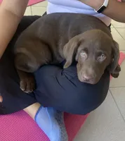 Malik, a male Labrador Retriever for sale in Westminster, MA – Photo 3 of 3
