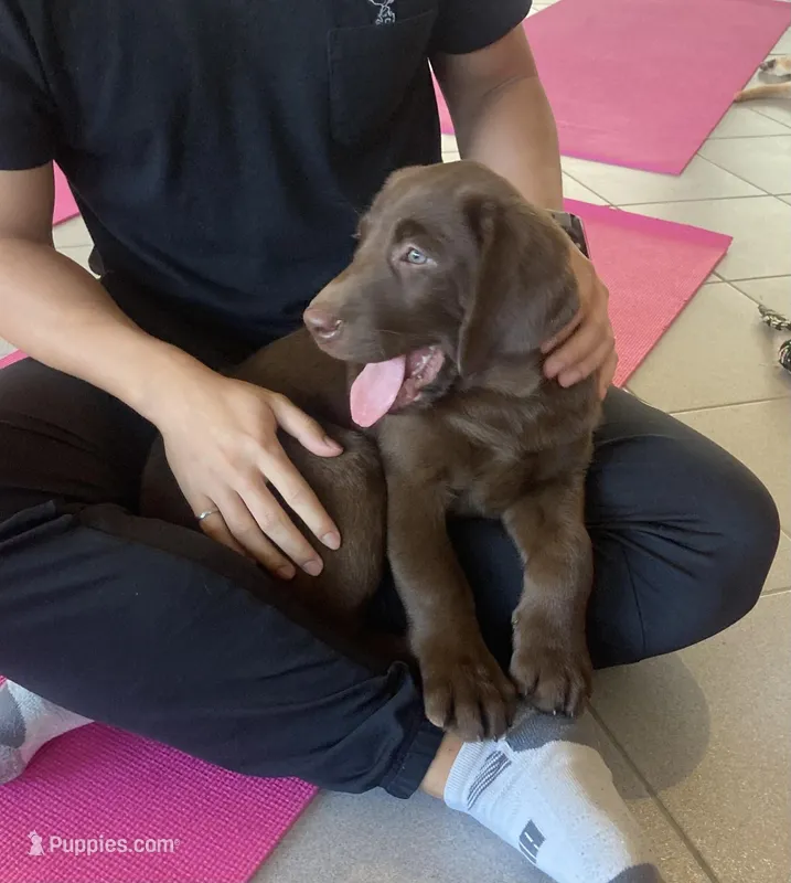 Malik – Labrador Retriever puppy for sale in Westminster, MA