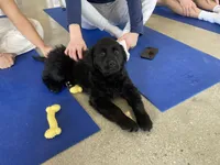 Gus, a female Goldador for sale in Westminster, MA – Photo 3 of 3