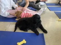 Gus, a female Goldador for sale in Westminster, MA – Photo 2 of 3