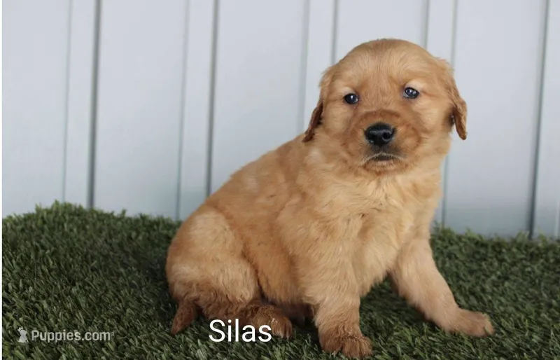 Silas