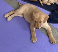 lacey, a female Labrador Retriever for sale in Westminster, MA – Photo 3 of 4