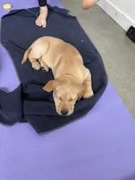 lacey, a female Labrador Retriever for sale in Westminster, MA – Photo 2 of 4