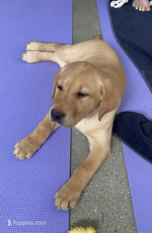 lacey – Labrador Retriever puppy for sale in Westminster, MA