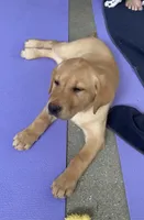 lacey, a female Labrador Retriever for sale in Westminster, MA – Photo 1 of 4