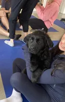 Grace, a female Goldador for sale in Westminster, MA – Photo 1 of 5