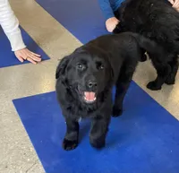 Grace, a female Goldador for sale in Westminster, MA – Photo 3 of 5