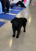 Grace, a female Goldador for sale in Westminster, MA – Photo 2 of 5