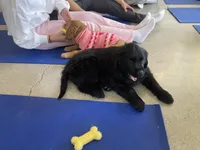 Grace, a female Goldador for sale in Westminster, MA – Photo 5 of 5