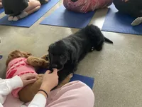 Grace, a female Goldador for sale in Westminster, MA – Photo 4 of 5