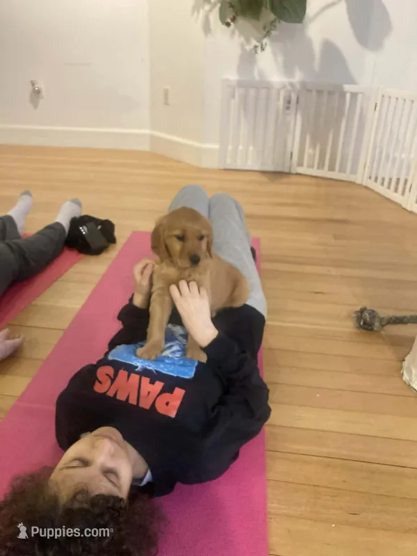 Naomi – Golden Retriever puppy for sale in Westminster, MA