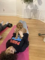 Naomi, a female Golden Retriever for sale in Westminster, MA – 1 of 1