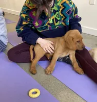levi, a male Labrador Retriever for sale in Westminster, MA – Photo 3 of 3