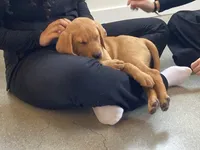 levi, a male Labrador Retriever for sale in Westminster, MA – Photo 2 of 3