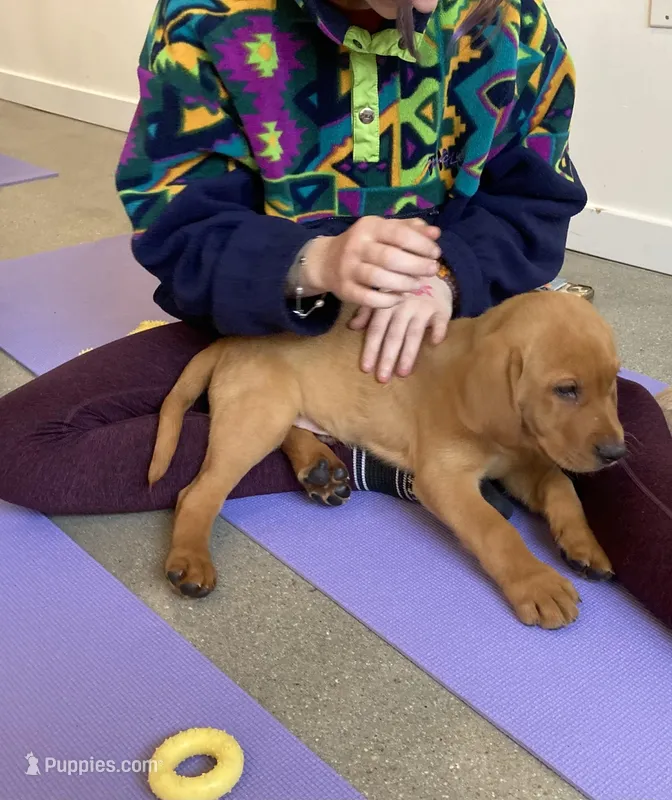 levi – Labrador Retriever puppy for sale in Westminster, MA
