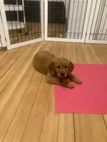 Nathan, a male Golden Retriever for sale in Westminster, MA – 1 of 1