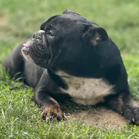 Joy, a female English Bulldog for sale in Buffalo, NY – Photo 1 of 6