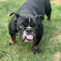 Joy, a female English Bulldog for sale in Buffalo, NY – Photo 6 of 6