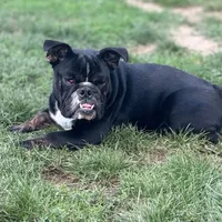 Joy, a female English Bulldog for sale in Buffalo, NY – Photo 5 of 6