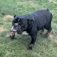 Joy, a female English Bulldog for sale in Buffalo, NY – Photo 3 of 6