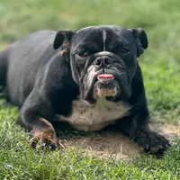 Joy, a female English Bulldog for sale in Buffalo, NY – Photo 2 of 6