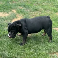 Joy, a female English Bulldog for sale in Buffalo, NY – Photo 4 of 6