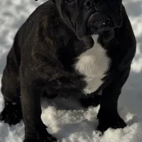 Sara, a female English Bulldog and French Bulldog for sale in Buffalo, NY – Photo 6 of 10