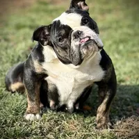 Sara, a female English Bulldog and French Bulldog for sale in Buffalo, NY – Photo 9 of 10