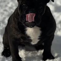 Sara, a female English Bulldog and French Bulldog for sale in Buffalo, NY – Photo 4 of 10