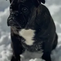 Sara, a female English Bulldog and French Bulldog for sale in Buffalo, NY – Photo 1 of 10