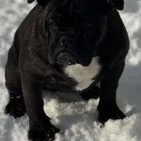 Sara, a female English Bulldog and French Bulldog for sale in Buffalo, NY – Photo 3 of 10