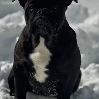 Sara, a female English Bulldog and French Bulldog for sale in Buffalo, NY – Photo 2 of 10