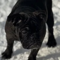 Ginger, a female English Bulldog and French Bulldog for sale in Buffalo, NY – Photo 2 of 6