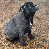 Ginger, a female English Bulldog and French Bulldog for sale in Buffalo, NY – Photo 4 of 6