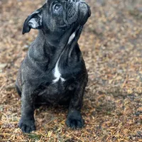 Ginger, a female English Bulldog and French Bulldog for sale in Buffalo, NY – Photo 3 of 6