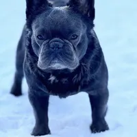 Ginger, a female English Bulldog and French Bulldog for sale in Buffalo, NY – Photo 6 of 6