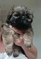 AKC Rocco, a male Shih Tzu for sale in Jacksonville, NC – Photo 2 of 2