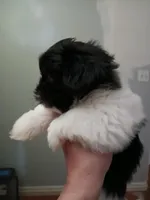 Mabel , a female Shih Tzu for sale in Jacksonville, NC – Photo 2 of 5