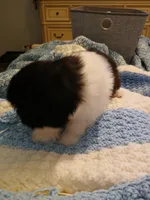 Mabel , a female Shih Tzu for sale in Jacksonville, NC – Photo 5 of 5