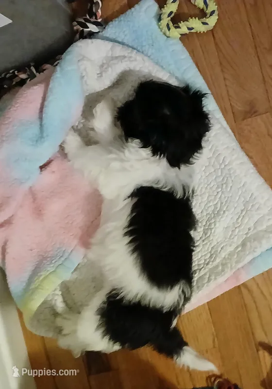 Mabel  – Shih Tzu puppy for sale in Jacksonville, NC