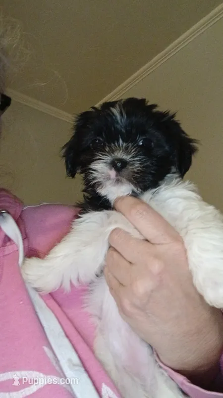 Matilda  – Shih Tzu puppy for sale in Jacksonville, NC