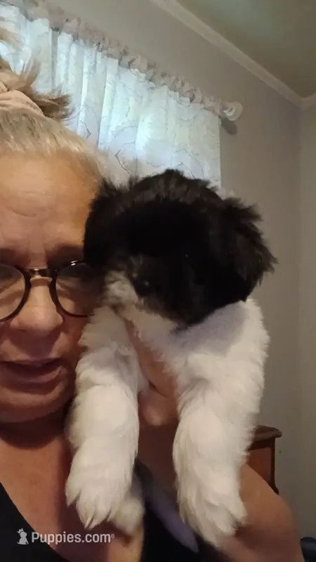 Mabel , a female Shih Tzu for sale in Jacksonville, NC – 1 of 2
