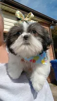 CKC Daphne , a female Shih Tzu for sale in Jacksonville, NC – Photo 1 of 2