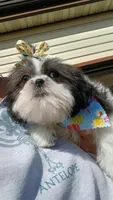 CKC Daphne , a female Shih Tzu for sale in Jacksonville, NC – Photo 2 of 2