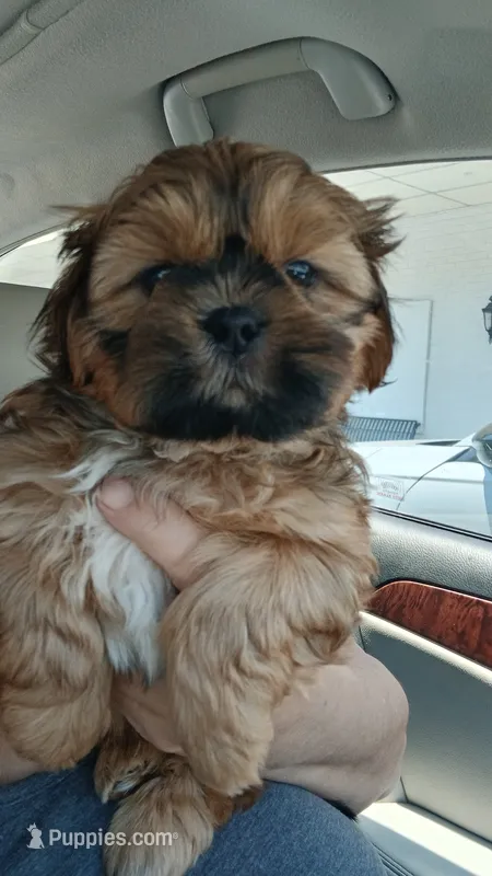 Winston AKC DNA Parents  – Shih Tzu puppy for sale in Jacksonville, NC