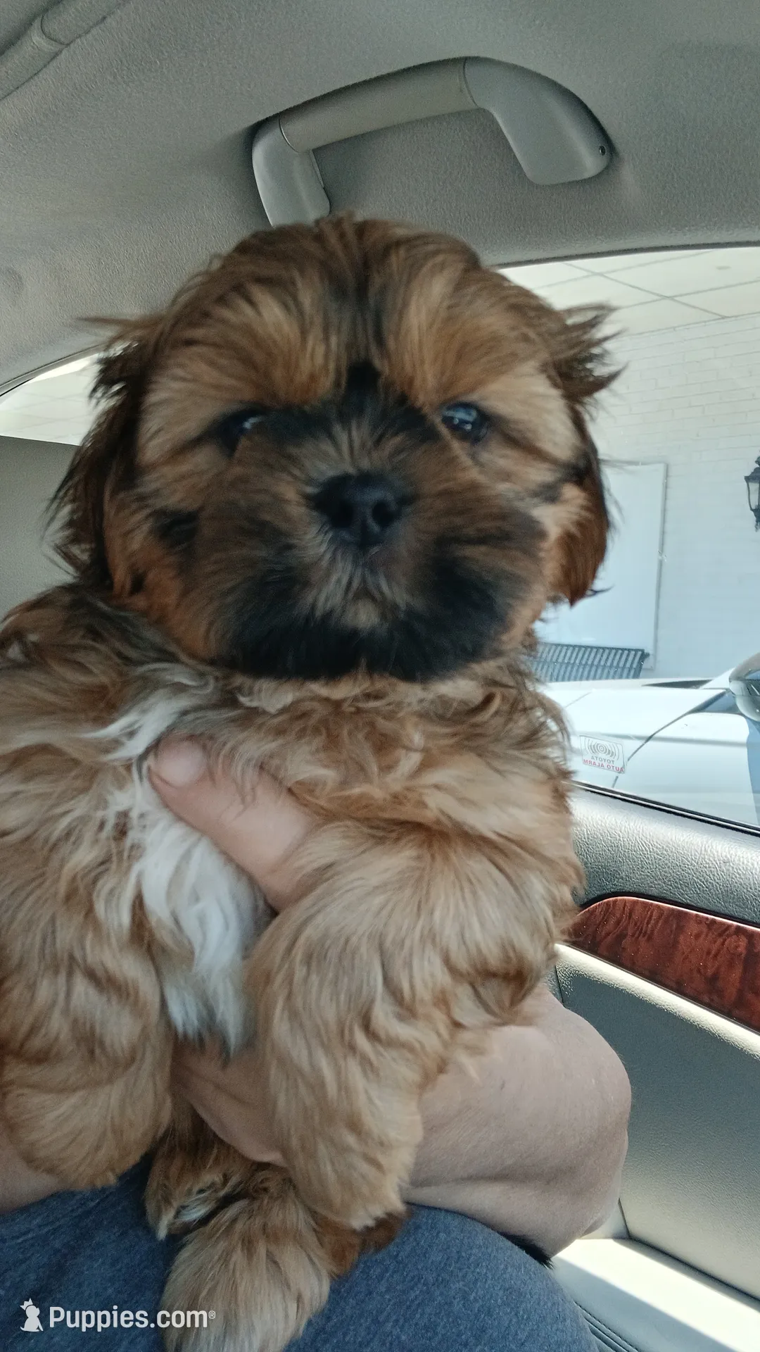 Winston AKC DNA Parents – Shih Tzu Puppy for Sale | Puppies.com