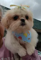 CKC Jasmine , a female Shih Tzu for sale in Jacksonville, NC – Photo 2 of 3