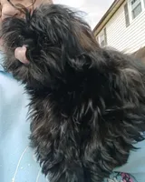 CKC Stella , a female Shih Tzu for sale in Jacksonville, NC – Photo 1 of 2